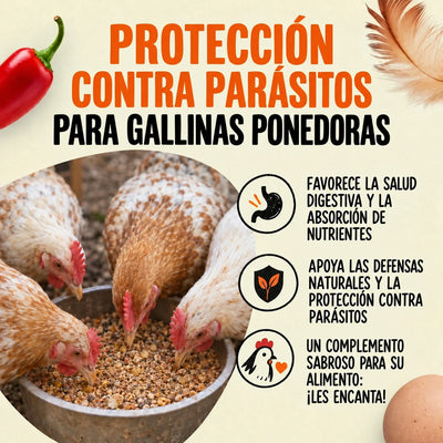 Bolura Defensa Diaria del Gallinero