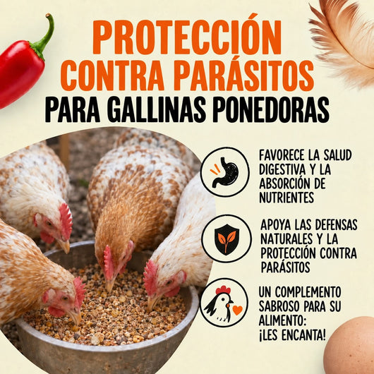 Bolura Defensa Diaria del Gallinero