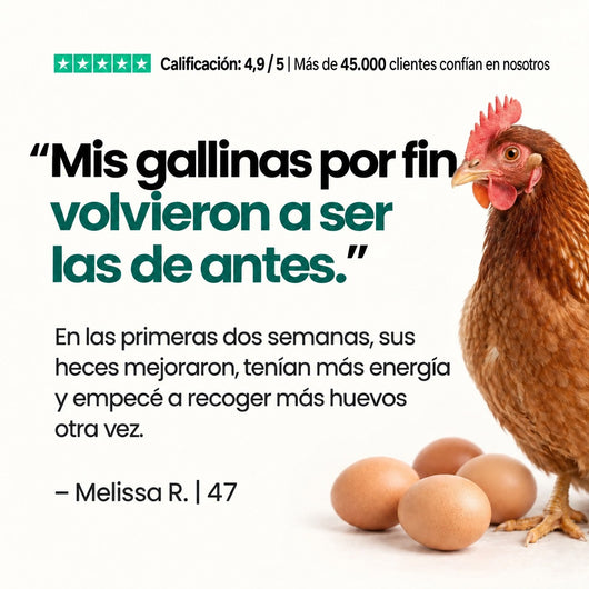 Bolura Defensa Diaria del Gallinero