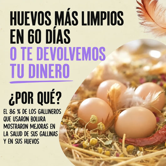 Bolura Defensa Diaria del Gallinero